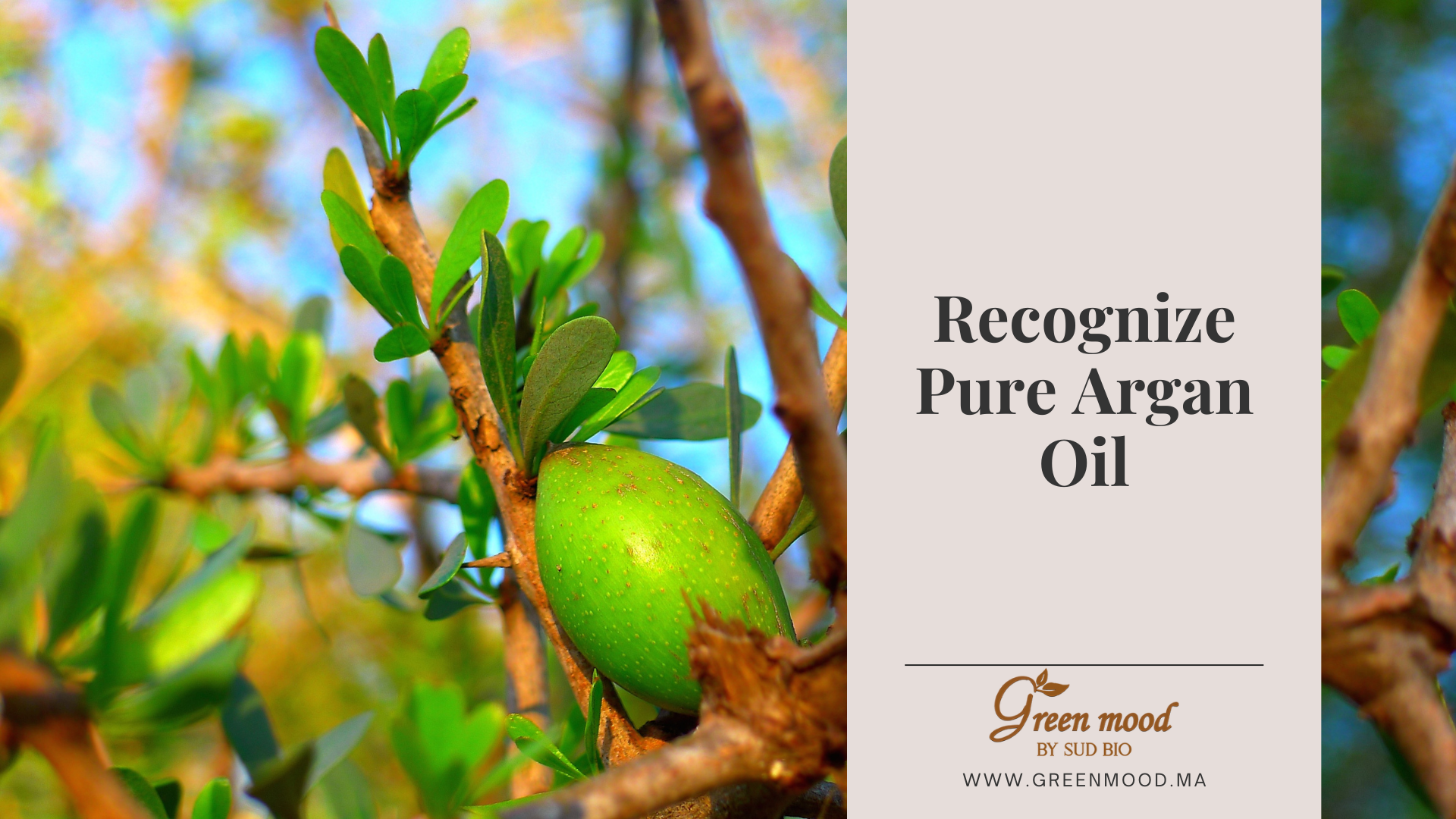 How to recognize pure Moroccan Argan Oil — authentic cold-pressed argan from Morocco