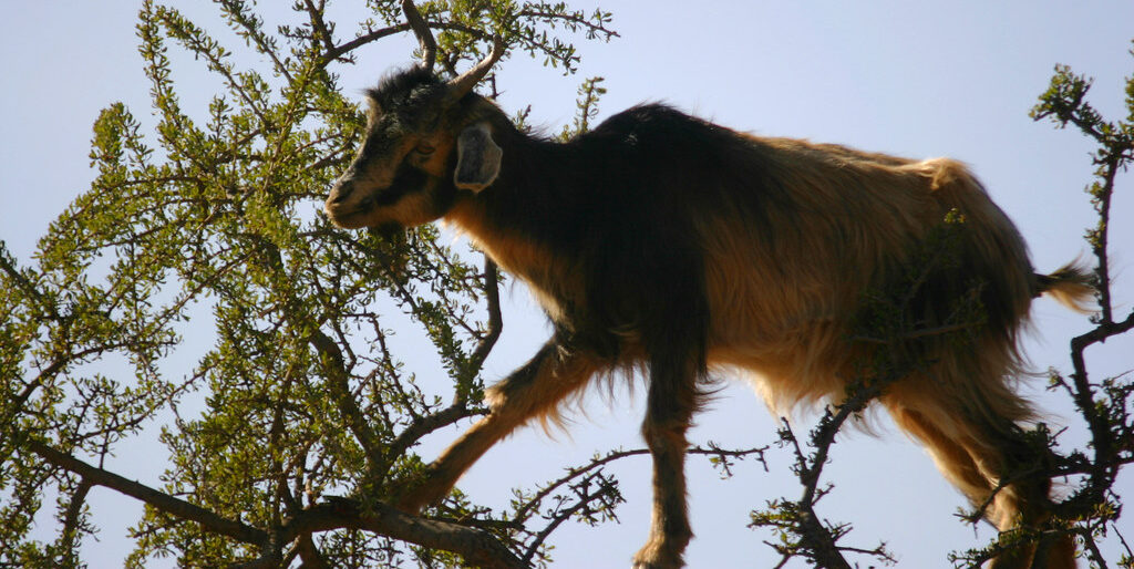 Argan Tree Unesco Heritage - Origin of Pure Argan Oil