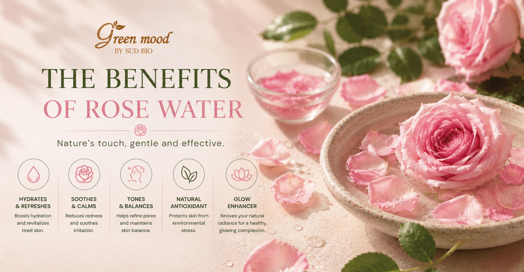 Benefits of rose water illustrated with fresh rose petals and botanical elements by green mood - buy natural rose water